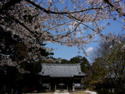 花開く春の境内と本堂