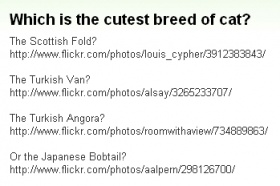 『最高に可愛い猫の品種はどれ？』