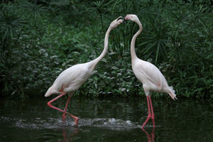 立冬に遊ぶ広州動物園の火烈鳥（フラミンゴ）